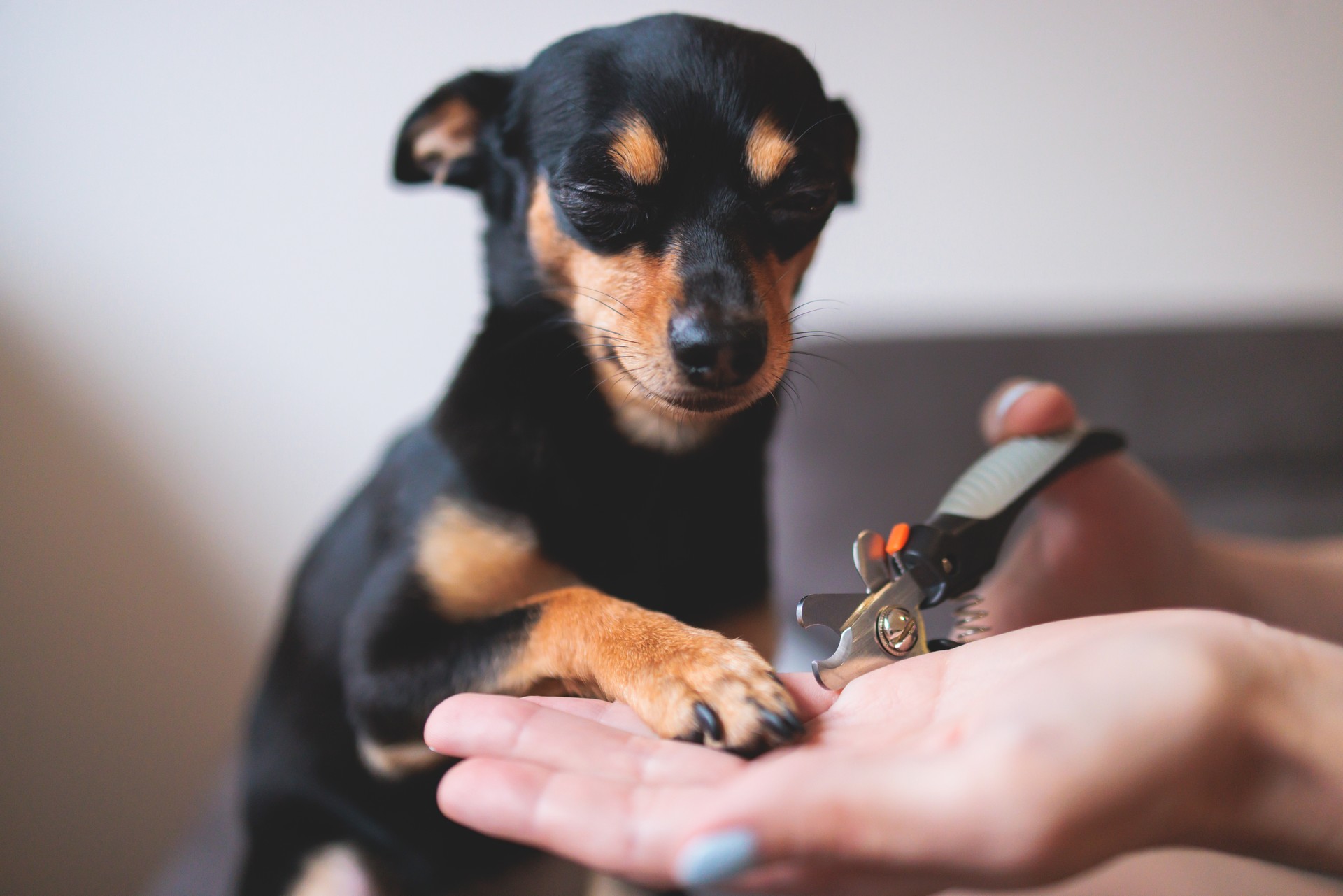 Veterinarian specialist holding small dog, process of cutting dog claw nails of a small breed dog with a nail clipper tool, close up view of dog's paw, trimming pet dog nails manicure at home