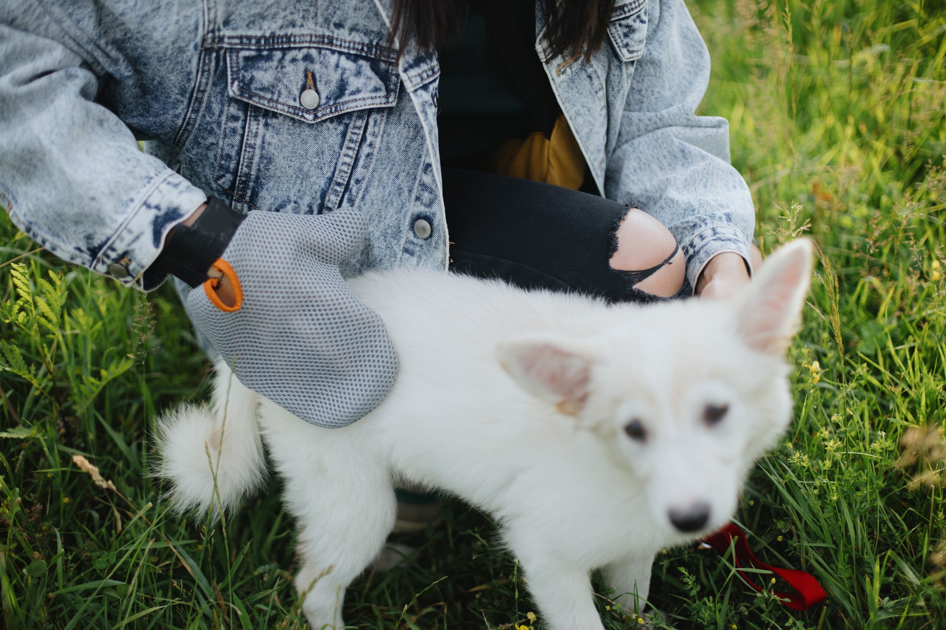 Woman combing out puppy fur with deshedding glove in summer park. Molting puppy, Pet Grooming