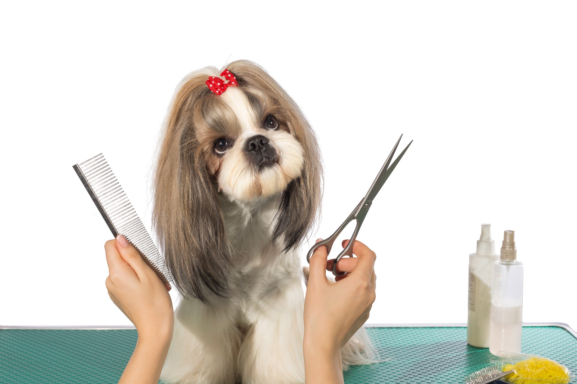 Beautiful shih-tzu at the groomer's hands