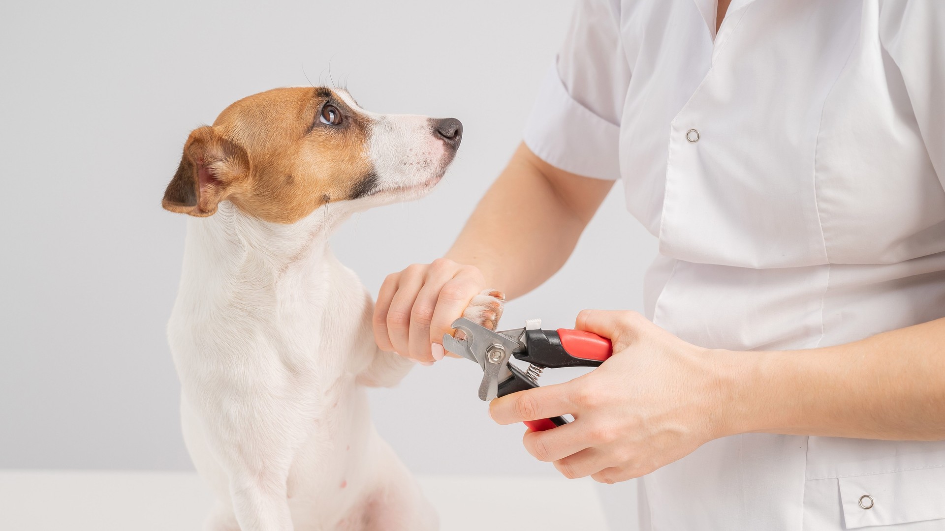 The veterinarian cuts the dog jack russell terrier's claws on a white background.