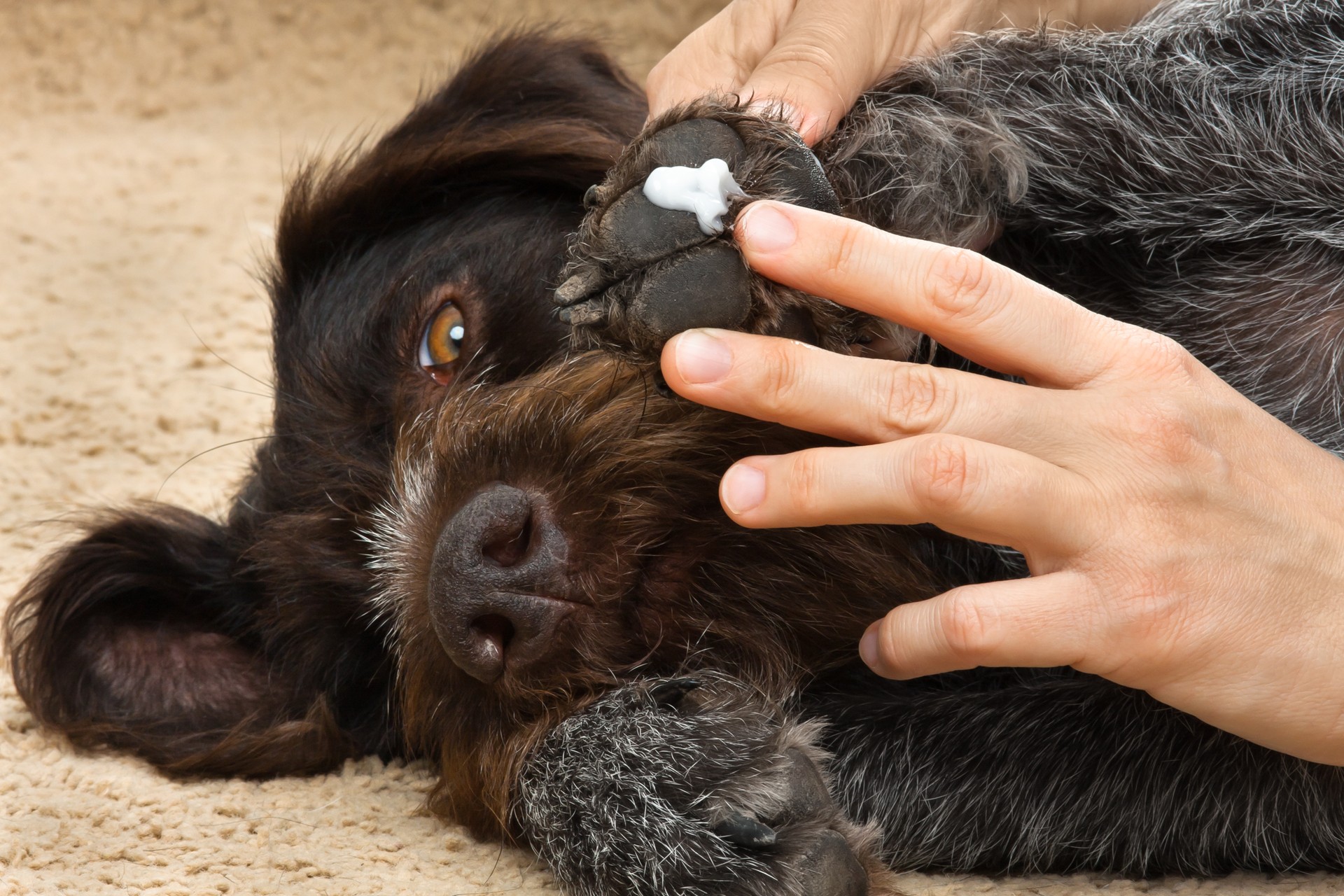 hands smearing ointment to the paw of dog