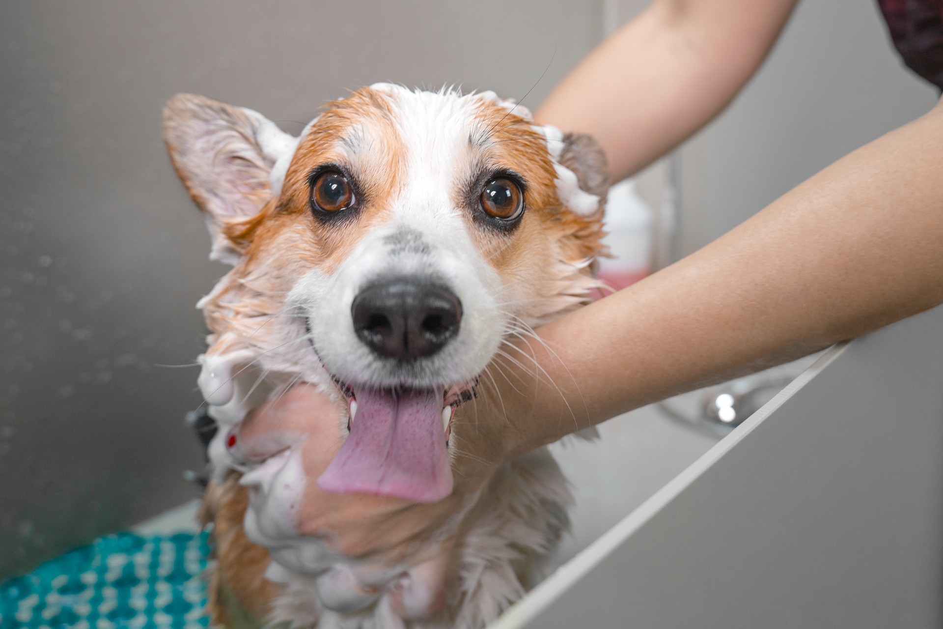 Funny portrait of a welsh corgi pembroke dog showering with shampoo.  Dog taking a bubble bath in grooming salon.