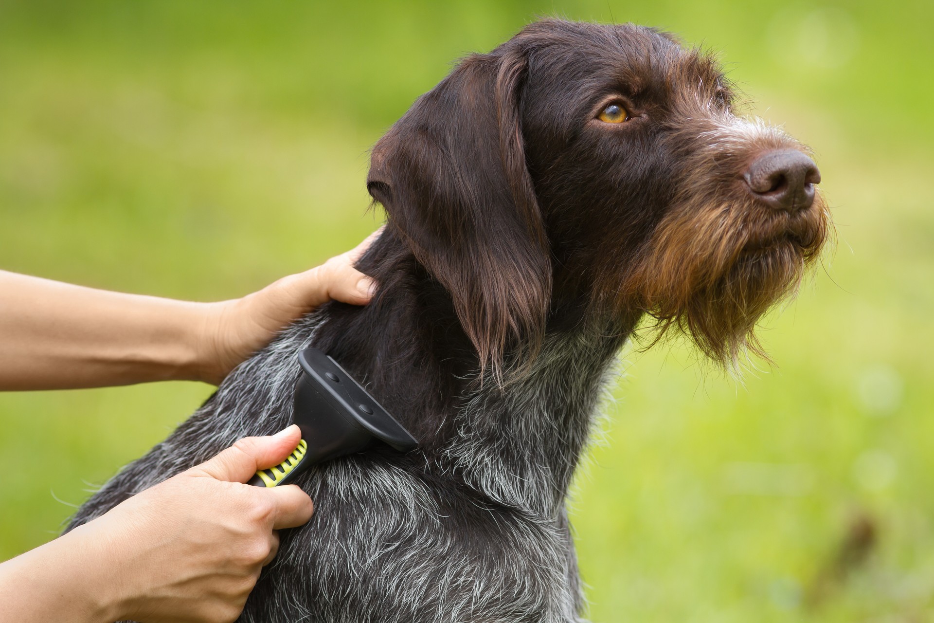 hands with furminator takes care of the dog