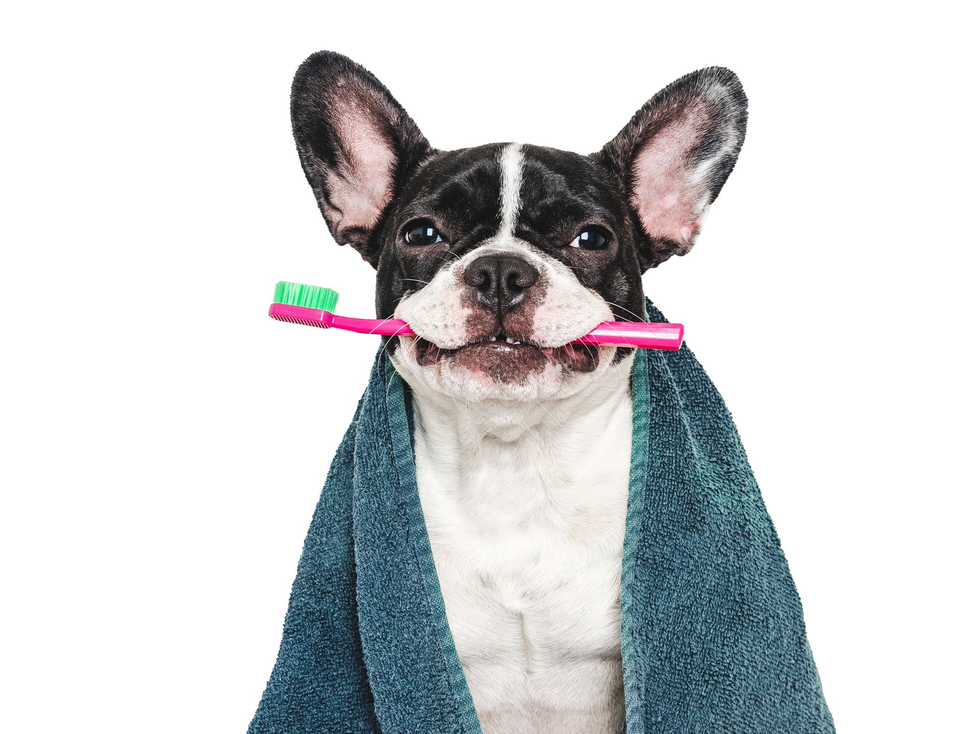 Cute puppy, towel and toothbrush. Studio shot