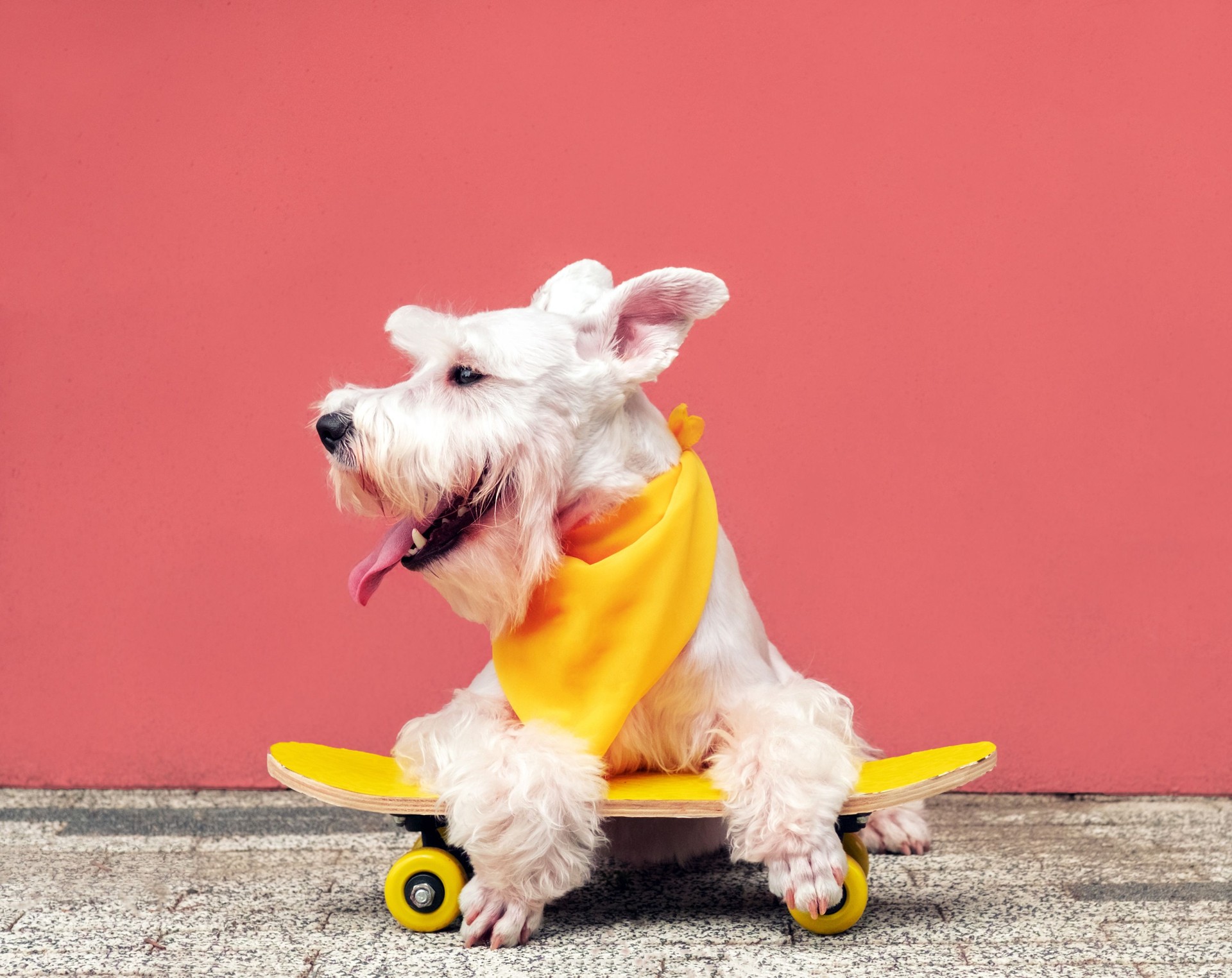 Portrait of a cute West Highland White Terrier dog with its tongue hanging out. A dog on a skateboard on a pink wall background.