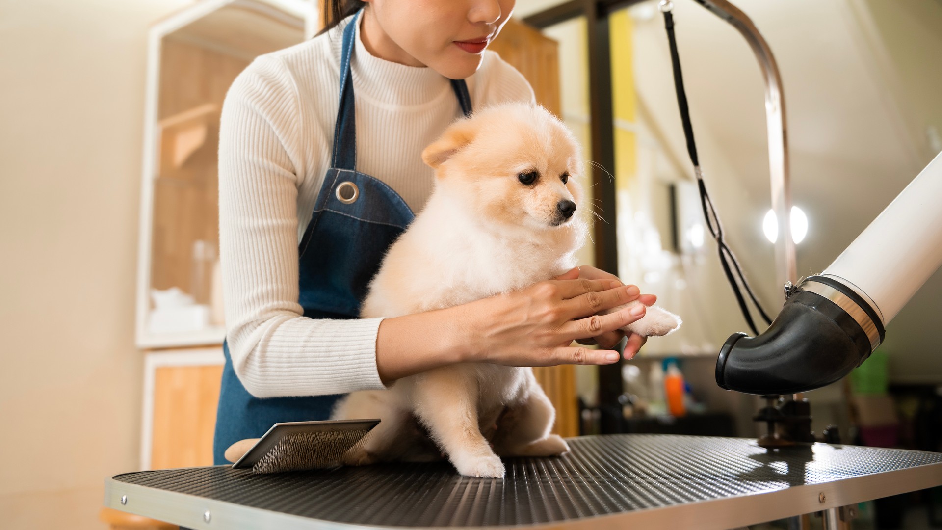 Female professional groomer blowing dry dog fur at pet spa grooming salon