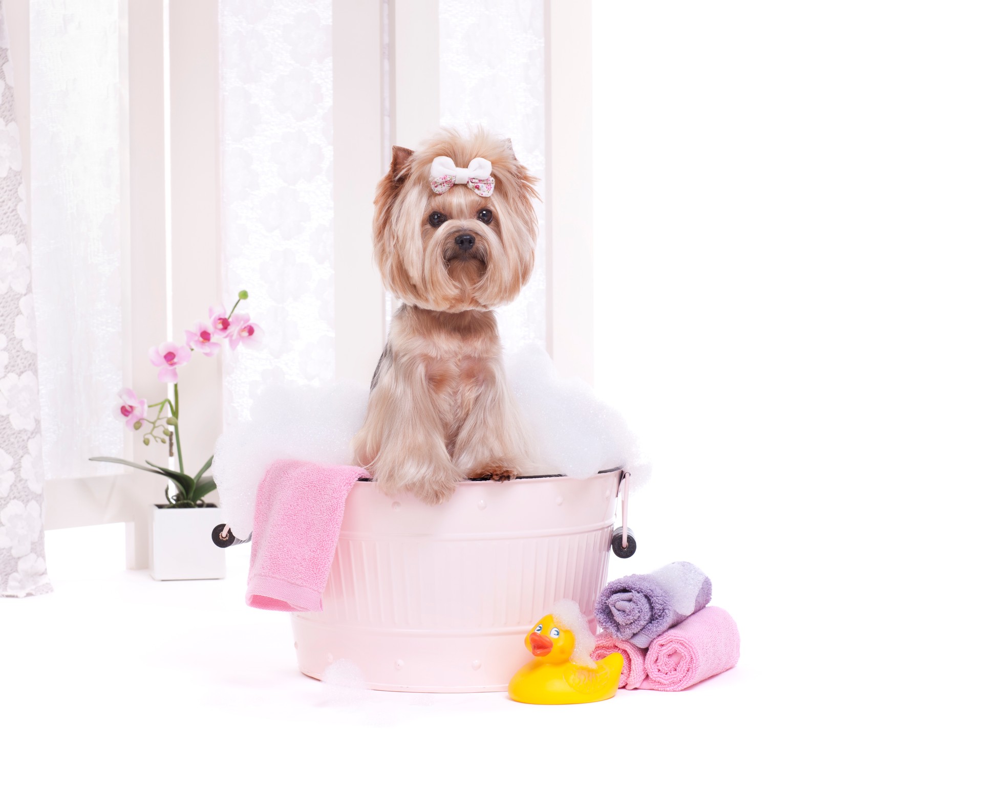 Yorkie in wash bin bathtub at the dog grooming salon